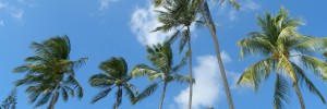 coconut trees in barbados